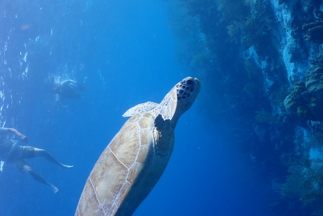 Bonaire 2 Reef Marine Park Snorkeling Excursion Way Better than Cruise Line Excursion