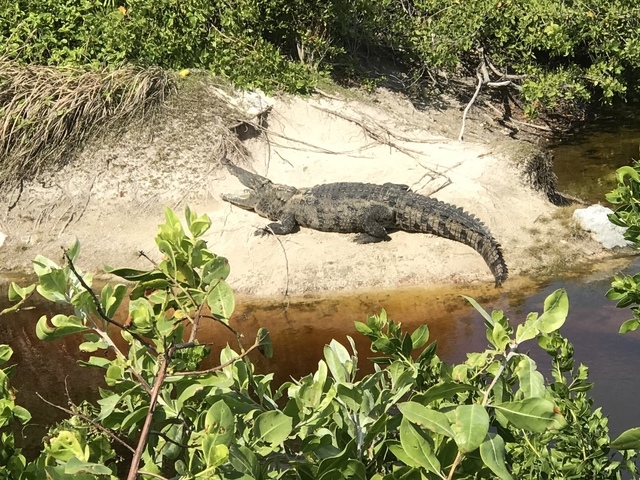 Cozumel Private Island Excursion with Driver and Guide Our fabulous taxi tour with Freddie!