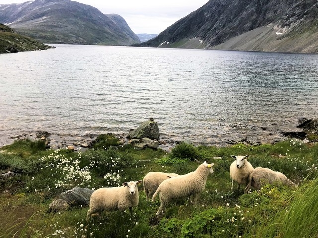 Geiranger Private Royal Norwegian Countryside Sightseeing Excursion Perfect combination sightseeing and local food experience.