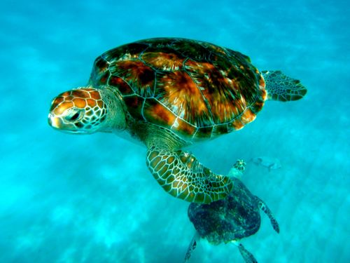 Barbados snorkel at shipwreck Shore Excursion