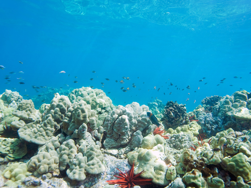 Lahaina submarine Excursion Cost