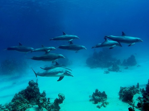 Nassau colorful coral formations Tour