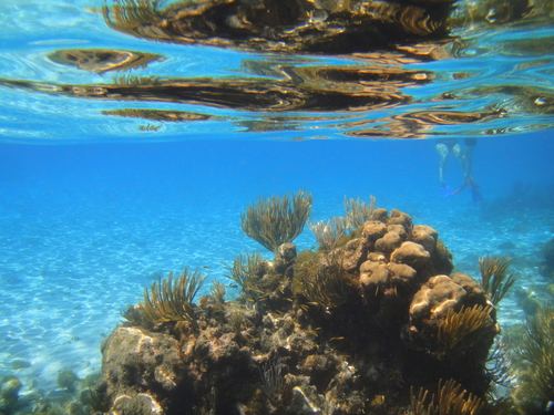 Grand Cayman  Cayman Islands swimming with stingrays Trip Booking