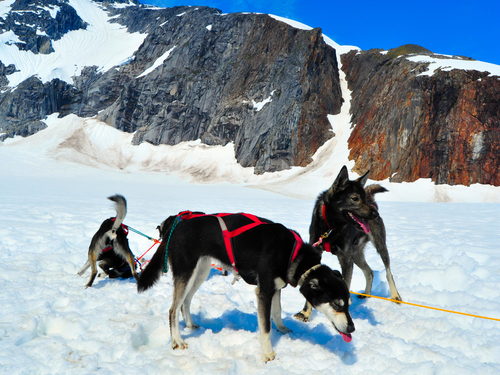 Juneau dog mushing Trip Cost