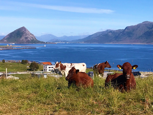 Alesund Norway Giske Cruise Excursion Cost