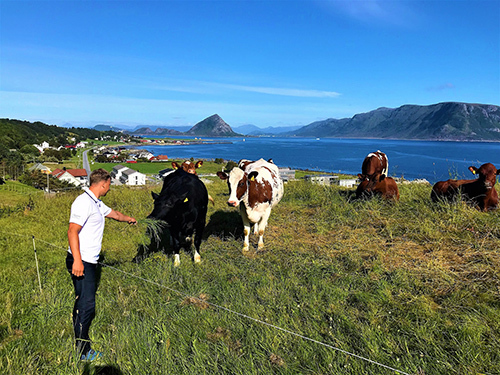 Alesund Norway Art Nouveau Sightseeing Excursion Prices