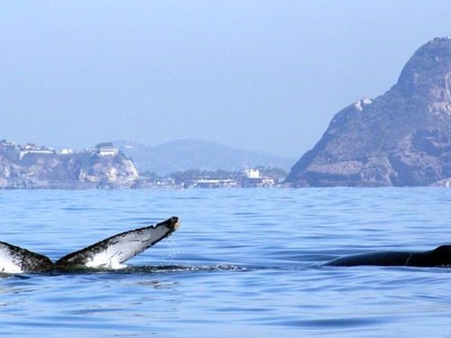 Mazatlan  Mexico boat ride Trip Reservations