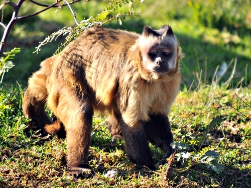 Belize  Belize City rescued animals Cruise Excursion Prices