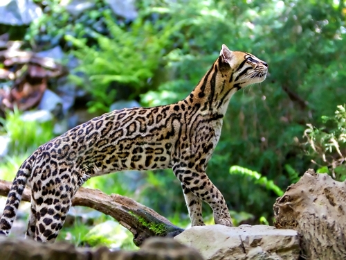 Belize  Belize City Wildlife Sanctuary Shore Excursion Reviews