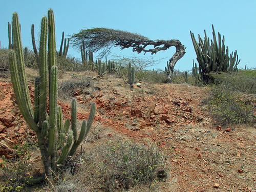 Oranjestad Black Stone Beach UTV Cruise Excursion Reservations