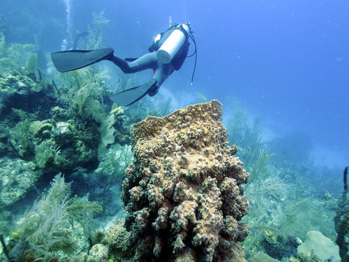 Belize  Belize Hol Chan Marine Park  Trip