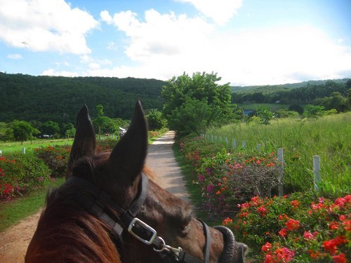 Falmouth  Jamaica horse riding through water Tour