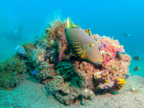 Maui reef viewer Cruise Excursion Booking