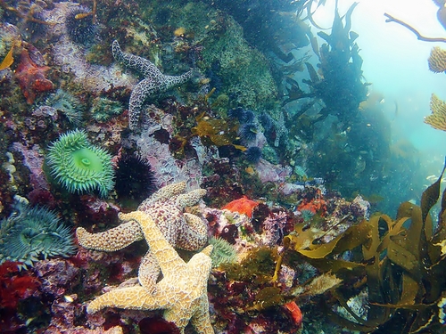 Ensenada beautiful reefs Tour