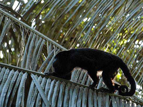 Belize City Belizean Lunch Cruise Excursion Booking