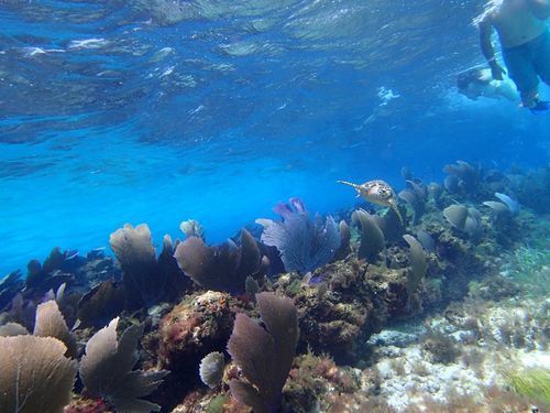 Belize Goff's Caye Island Beach Getaway and Snorkel Excursion