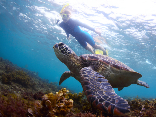 Belize Goff's Caye Island Beach Getaway and Snorkel Excursion