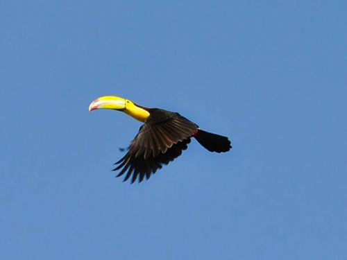 Belize Belize City Caves Branch Kayaking Cruise Excursion Tickets