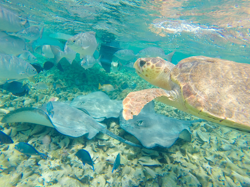 Belize Shark Ray Alley and Hol Chan Marine Reserve Snorkel Excursion