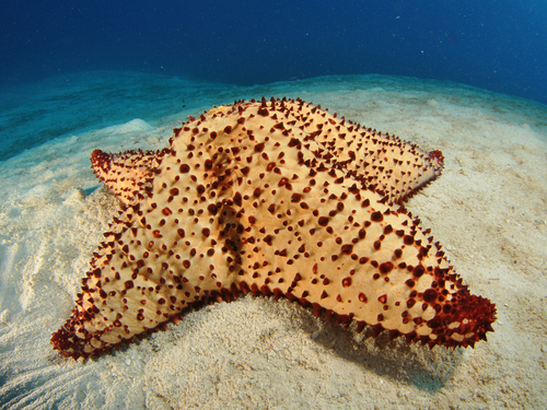 Grand Cayman stingray encounter Excursion Reservations