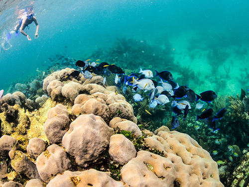 Bonaire Marine Life Snorkel Excursion Booking