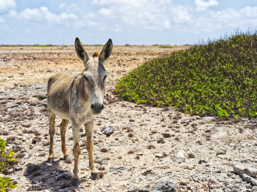 Bonaire Leeward Antilles Landscapes Sightseeing Tour Reservations