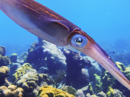 Bonaire Leeward Antilles Marine Life Diving Excursion Cost