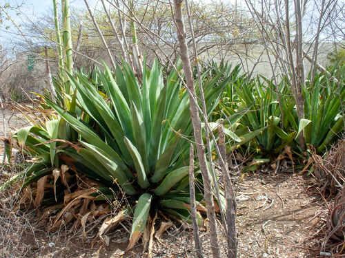 Bonaire Liquor Tasting Walking Tour Booking