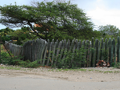 Bonaire Slave Huts Sightseeing Trip Prices