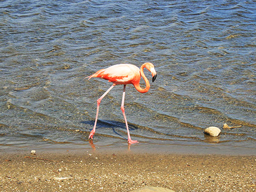 Bonaire Northeast Coast Sightseeing Tour Booking