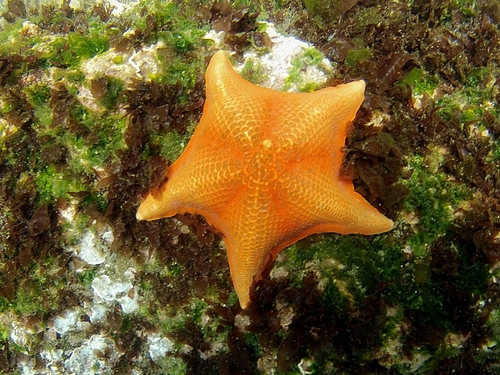 Ensenada beautiful reefs Prices