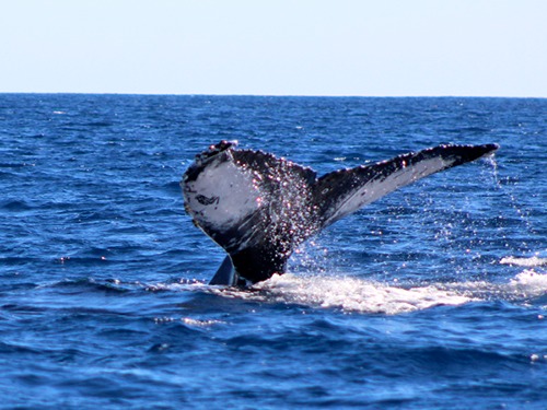 Cabo San Lucas Wild Life Shore Excursion Prices