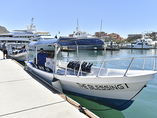 Cabo San Lucas Mexico Seniors Whale Watching Shore Excursion Prices