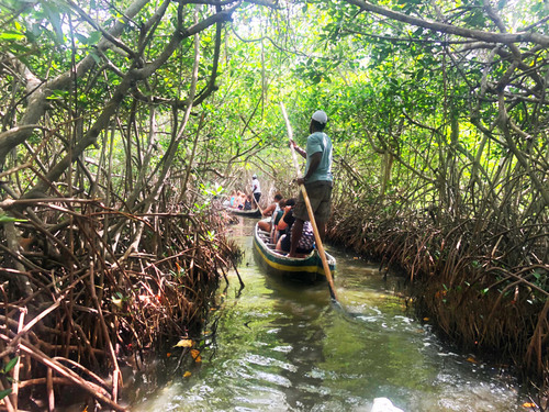 Cartagena Canoe Mangrove Ride Excursion