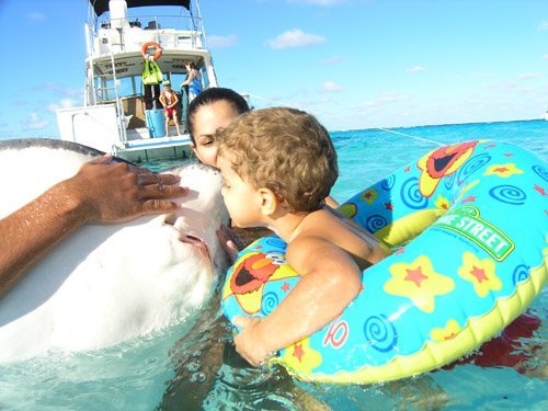 Grand Cayman stingray city Excursion