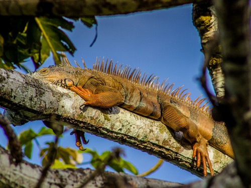 Belize jungle sightseeing Cost