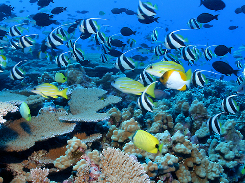 Cabo San Lucas snorkeling Reviews