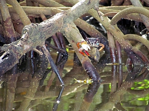 Cartagena mangroves Reviews