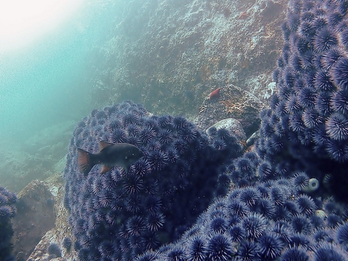 Ensenada tropical fish Cruise Excursion