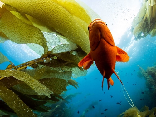 Ensenada  Mexico guided snorkel Reviews