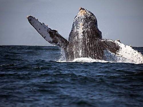 Grand Turk whale watching Shore Excursion Cost