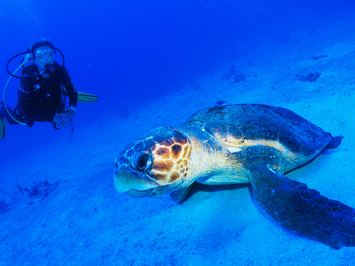 Costa Maya Caribbean Sea Tour Booking