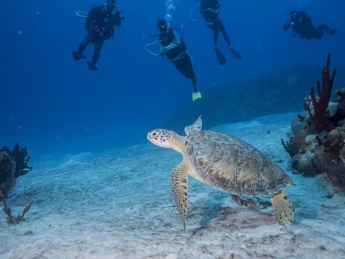 Costa Maya  Mexico Colorful Fish Excursion Reservations