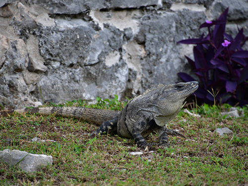 Costa Maya Mexico Family Private Excursion Cost