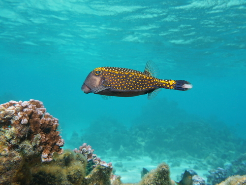 Costa Maya Snorkeling by Boat Cruise Excursion Booking