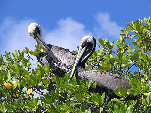 St. Thomas snorkel  Excursion Reviews