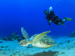 Cozumel 2 Tank Marine Park SCUBA Diving Excursion