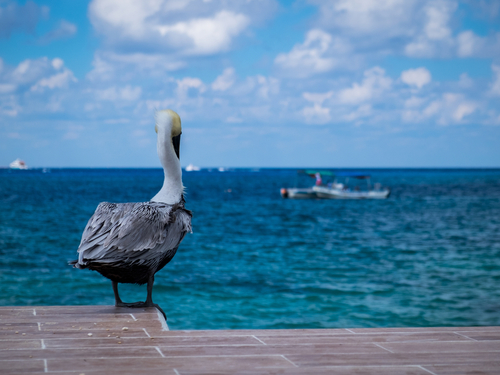 Cozumel Mexico Punta Morena Beach Shore Excursion Reservations