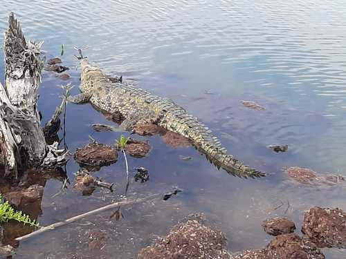 Cozumel Guided Snorkel Tour Booking