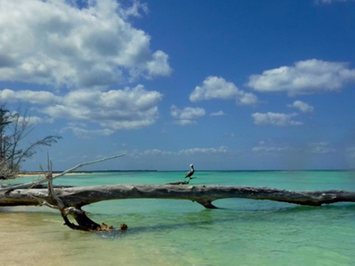 Cozumel Lunch and Drinks Sailing Tour Prices